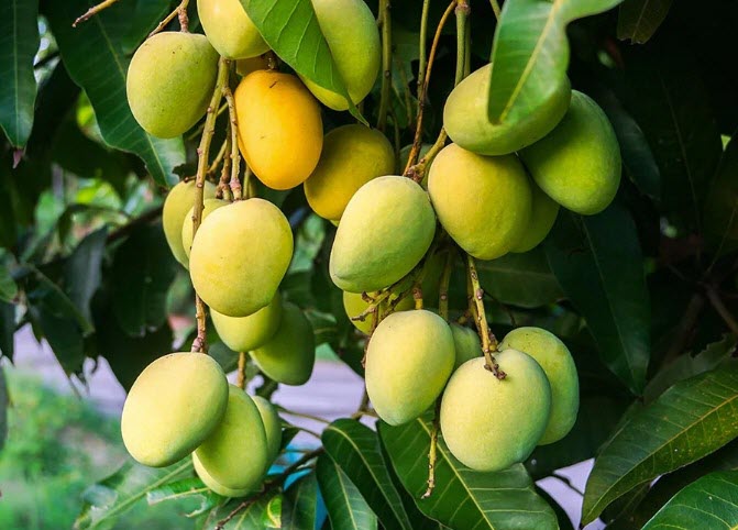 Kesar mangoes