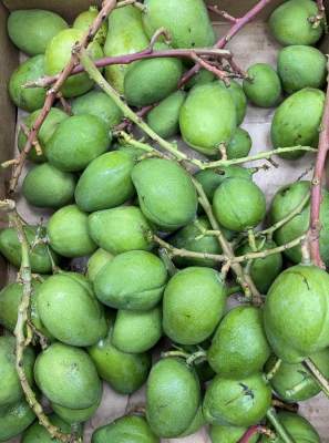 Green Mangoes (Raw Mangoes) 500g