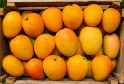 Fresh Indian Alphonso Mangoes (Box of 12 pieces)